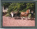 Colin and Anna in the Carriage